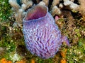 Azure Vase Sponge and Coral Royalty Free Stock Photo