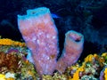 Azure Vase Sponge and Coral Royalty Free Stock Photo