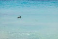 In azure waters of Caribbean Sea off coast of Aruba pelican floats on water\'s surface