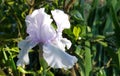 Iris Garden Series - Light blue bearded iris Azure Whir