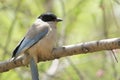 Azure-winged Magpie Royalty Free Stock Photo