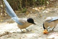 Azure-winged Magpie