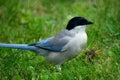 Azure-winged Magpie Royalty Free Stock Photo