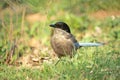 Azure-winged Magpie