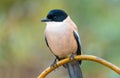 Azure-winged Magpie Royalty Free Stock Photo