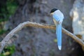 Azure-winged Magpie