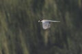 Azure-winged Magpie bird