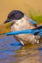 Azure-winged Magpie, Cyanopica cooki Royalty Free Stock Photo