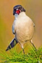 Azure-winged Magpie, Cyanopica cooki Royalty Free Stock Photo