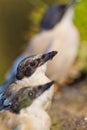 Azure-winged Magpie, Cyanopica cooki Royalty Free Stock Photo