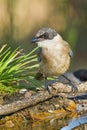 Azure-winged Magpie, Cyanopica cooki Royalty Free Stock Photo