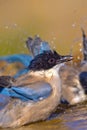 Azure-winged Magpie, Cyanopica cooki Royalty Free Stock Photo