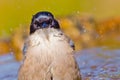 Azure-winged Magpie, Cyanopica cooki