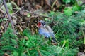 Azure-winged Magpie Royalty Free Stock Photo