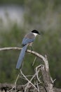 Azure-winged magpie, Cyanopica cyana Royalty Free Stock Photo