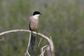 Azure-winged magpie, Cyanopica cyana Royalty Free Stock Photo