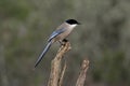 Azure-winged magpie, Cyanopica cyana Royalty Free Stock Photo