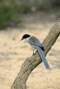 Azure-winged magpie, Cyanopica cyana Royalty Free Stock Photo