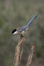 Azure-winged magpie, Cyanopica cyana Royalty Free Stock Photo