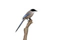 Azure-winged magpie, Cyanopica cyana