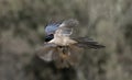 Azure-winged magpie, Cyanopica cyana Royalty Free Stock Photo