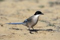 Azure-winged magpie, Cyanopica cyana Royalty Free Stock Photo