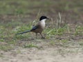 Azure-winged magpie, Cyanopica cyana Royalty Free Stock Photo