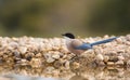 Azure-winged Magpie drinking at pool