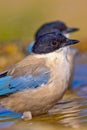 Azure-winged Magpie, Forest Pond, Spain Royalty Free Stock Photo