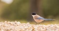 Azure-winged Magpie on stony ground