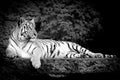 B;ack and white bengal Tiger in forest show head and leg Royalty Free Stock Photo