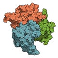 B-cell activating factor (BAFF, extracellular domain fragment) protein. Cytokine that acts as B cell activator. Target of the