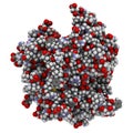 B-cell activating factor (BAFF, extracellular domain fragment) protein. Cytokine that acts as B cell activator. Target of the