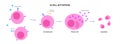 B cell activation