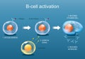 B-cell leukocyte activation by Antigen