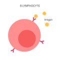 B cell lymphocyte Royalty Free Stock Photo