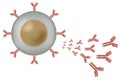 B cell lymphocyte producing antibodies