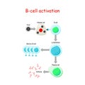 B cells Activation. B-cell lymphocytes Royalty Free Stock Photo