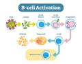 B-Cell activation diagram, vector scheme illustration. Royalty Free Stock Photo