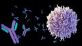 B cells produce proteins called antibodies