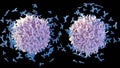 B cells produce proteins called antibodies