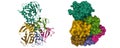 Structure of shiga toxin