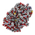 B-lymphocyte antigen CD20 (theoretical model). Protein expressed on the surface of B-cells. Anti-CD20 monoclonal antibody drugs