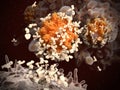 B-lymphocyte releases antibodies against coronaviruses SARS-CoV-2.