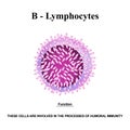 B lymphocytes structure. The functions of B lymphocytes. Immunity Helper Cells. Infographics. Vector illustration on