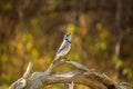 B ot minding his own businessBlue jay looking up