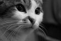 B/w cat