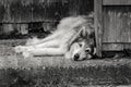 B&W of dog laying on the concrete. Royalty Free Stock Photo