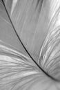 B&W feather closeup Royalty Free Stock Photo