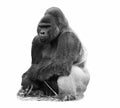 A b&w image of a silverback lowland gorilla